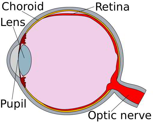 ojo retina estroboscopio